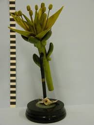 Attēlu rezultāti vaicājumam “Sedum acre bud”