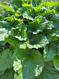 Attēlu rezultāti vaicājumam “Rheum rhabarbarum fruit”