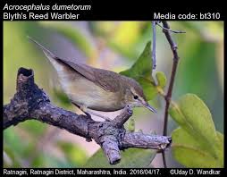 Attēlu rezultāti vaicājumam “Acrocephalus dumetorum”