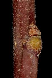 Attēlu rezultāti vaicājumam “Frangula alnus bud”