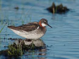 Attēlu rezultāti vaicājumam “Phalaropus lobatus”