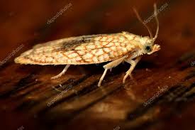 Attēlu rezultāti vaicājumam “Acleris forsskaleana”