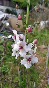 Attēlu rezultāti vaicājumam “Verbascum blattaria leaf”