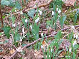 Attēlu rezultāti vaicājumam “Galanthus nivalis bud”