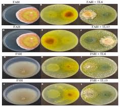 Attēlu rezultāti vaicājumam “Trichia flavicoma spores”