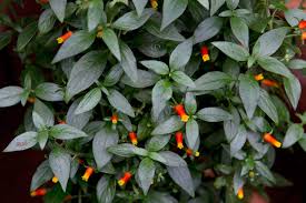 Attēlu rezultāti vaicājumam “Calystegia inflata”