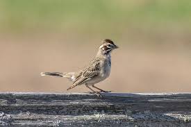 Image result for Chondestes grammacus