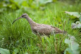 Attēlu rezultāti vaicājumam “Numenius arquata adult”