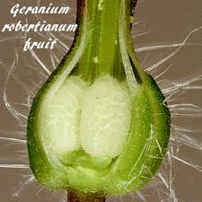 Attēlu rezultāti vaicājumam “Geranium robertianum fruit”