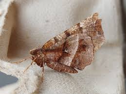 Attēlu rezultāti vaicājumam “Selenia dentaria imago”