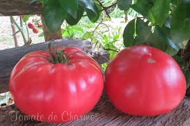 Afbeeldingsresultaat voor crnkovic yugoslavian tomato