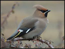 Attēlu rezultāti vaicājumam “Bombycilla garrulus adult”