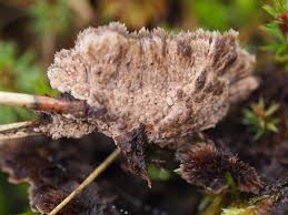 Attēlu rezultāti vaicājumam “Thelephora terrestris”