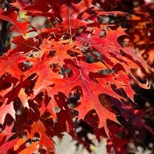 Attēlu rezultāti vaicājumam “Quercus robur Fastigiata leaf”