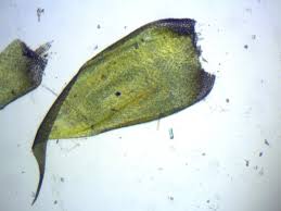 Attēlu rezultāti vaicājumam “Hypnum cupressiforme var. filiforme”