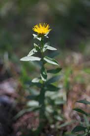 Attēlu rezultāti vaicājumam “Inula salicina leaf”