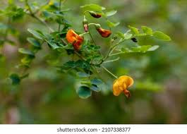 Image result for Colutea x media (arborescens x orientalis)