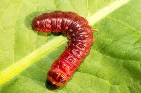 Attēlu rezultāti vaicājumam “Cossus cossus imago”