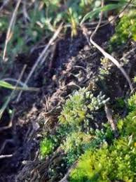 Attēlu rezultāti vaicājumam “Bryales”