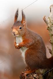 Attēlu rezultāti vaicājumam “Sciurus vulgaris”