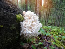 Attēlu rezultāti vaicājumam “Hericium coralloides”