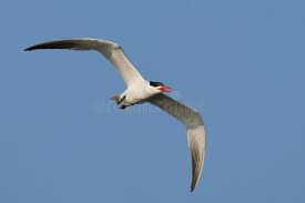 Attēlu rezultāti vaicājumam “Hydroprogne caspia”