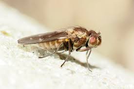 Attēlu rezultāti vaicājumam “Platypezidae”