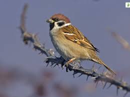 Image result for Passer montanus