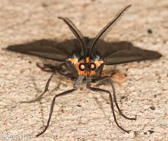 Attēlu rezultāti vaicājumam “Comatricha ellae stalked”