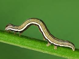 Attēlu rezultāti vaicājumam “Euclidia glyphica”