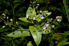 Attēlu rezultāti vaicājumam “Veronica anagallis-aquatica leaf”