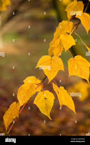 Attēlu rezultāti vaicājumam “Acer rufinerve fruit”