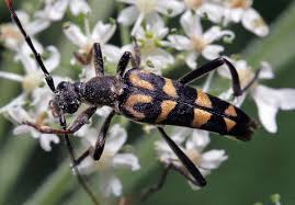 Attēlu rezultāti vaicājumam “Leptura annularis”