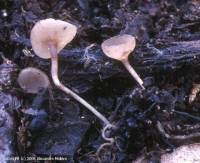 Attēlu rezultāti vaicājumam “Ciboria amentacea”