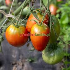 Afbeeldingsresultaat voor anna russian tomato