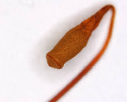 Attēlu rezultāti vaicājumam “Pohlia nutans sporophyte”