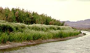 Attēlu rezultāti vaicājumam “Lepidium latifolium”