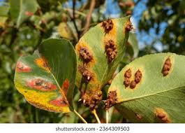 Attēlu rezultāti vaicājumam “Gymnosporangium sabinae”