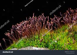 Attēlu rezultāti vaicājumam “Ceratodon purpureus sporophyte”