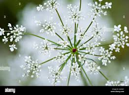 Attēlu rezultāti vaicājumam “Anthriscus”