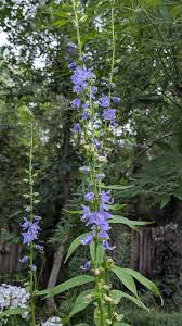 Image result for Campanula americana