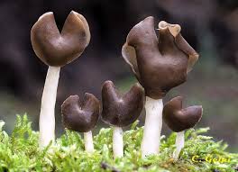 Attēlu rezultāti vaicājumam “Helvella elastica”