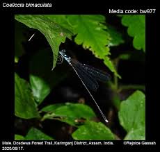 Attēlu rezultāti vaicājumam “Dictenidia bimaculata male”