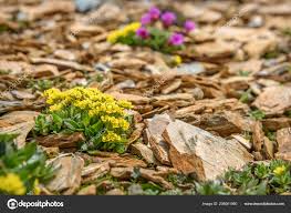 Attēlu rezultāti vaicājumam “Saxifraga hirculus flower”