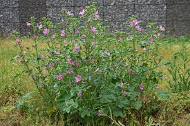 Image result for Malva sylvestris