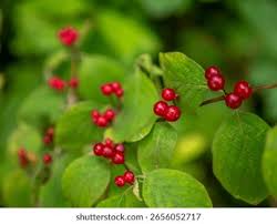 Attēlu rezultāti vaicājumam “Lonicera xylosteum fruit”