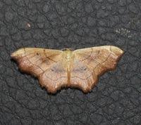 Attēlu rezultāti vaicājumam “Idaea emarginata”