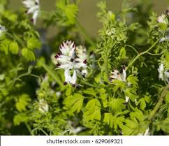 Attēlu rezultāti vaicājumam “Fumaria officinalis flower”