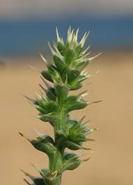 Attēlu rezultāti vaicājumam “Salsola kali”