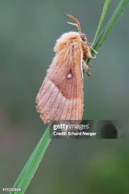 Attēlu rezultāti vaicājumam “Lasiocampa quercus”